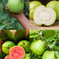 XL Guava Bundle: 'Ruby Supreme' & 'Kilo' Guava Trees