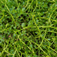 Ayurveda Herb Bundle: Gotu Kola & Brahmi