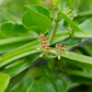 Veld Grape (Cissus quadrangularis)