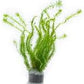 Live Aquarium Stem Plants - Freshwater Aquatic Plant for Fish Tanks, Aquascaping - (Mayaca Fluviatilis, 4 Bunches)