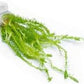 Live Aquarium Stem Plants - Freshwater Aquatic Plant for Fish Tanks, Aquascaping - (Mayaca Fluviatilis, 4 Bunches)