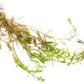Live Aquarium Stem Plants - Freshwater Aquatic Plant for Fish Tanks, Aquascaping - (Rotala Ceylon, 4 Bunches)