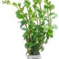 Live Aquarium Stem Plants - Freshwater Aquatic Plant for Fish Tanks, Aquascaping - (Rotala Ceylon, 1 Bunch)
