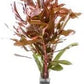 Live Aquarium Stem Plants - Freshwater Aquatic Plant for Fish Tanks, Aquascaping - (Ammania Senegalensis, 1 Bunch)