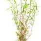 Live Aquarium Stem Plants - Freshwater Aquatic Plant for Fish Tanks, Aquascaping - (Rotala Ceylon, 1 Bunch)