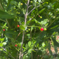 Maiden Berry (Crossopetalum rhacoma)