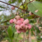 Lilly Pilly (Syzygium smithii, Acmena smithii)