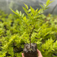 Brazilian Guava (Psidium angulatum)