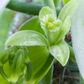 Vanilla Bean Orchid (Vanilla planifolia)