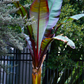 Banana Bundle: Siam Ruby, Blood Banana, Dwarf Cavendish & Red Abyssinian