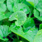 Ayurveda Herb Bundle: Gotu Kola & Brahmi