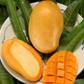 XL Mango Tree Bundle: 'Mallika' + 'Nam Doc Mai'