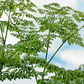 Moringa (Moringa oleifera)