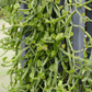 Veld Grape (Cissus quadrangularis)