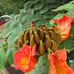 African Tulip Tree, Jamaican Donkey Pee Pee  (Spathodea campanulata)