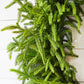 30'' Real Touch Norfolk Pine Christmas Wreath