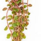 Live Aquarium Stem Plants - Freshwater Aquatic Plant for Fish Tanks, Aquascaping - (Rotala H'Ra, 4 Bunches)