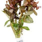 Live Aquarium Red Stem Plants - Freshwater Aquatic Plant for Fish Tanks, Aquascaping - (Ammania Gracilis, 1 Bunch)