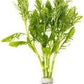 Live Aquarium Stem Plants - Freshwater Aquatic Plant for Fish Tanks, Aquascaping - (Water Wisteria Hygrophila Difformis, 1 Bunch)