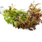 Live Aquarium Stem Plants - Freshwater Aquatic Plant for Fish Tanks, Aquascaping - (Needle Leaf Ludwigia Arcuata, 4 Bunches)