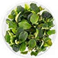 Bucephalandra sp. 'Green Wavy' in Vitro Tissue Culture Cup