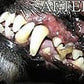 Gel with Wild Salmon Oil. As Seen On TV Pet Dental, Don't Mess with Harsh Chemicals in Your pet's Food or Water, Simply Swipe on Teeth and Your pet's Teeth and Gums Will Improve.