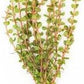 Live Aquarium Stem Plants - Freshwater Aquatic Plant for Fish Tanks, Aquascaping - (Rotala H'Ra, 4 Bunches)