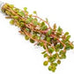 Live Aquarium Stem Plants - Freshwater Aquatic Plant for Fish Tanks, Aquascaping - (Rotala H'Ra, 4 Bunches)