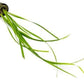 Live Aquarium Stem Plants - Freshwater Aquatic Plant for Fish Tanks, Aquascaping - (Cyperus Helferi, 4 Bunches)