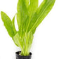 Echinodorus Major Ruffle Sword Live Plant for Freshwater Aquariums, Natural Fish Tank Decorations, and Aquatic Decor (1 Pot (2-3 Plants))