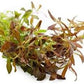 Live Aquarium Stem Plants - Freshwater Aquatic Plant for Fish Tanks, Aquascaping - (Needle Leaf Ludwigia Arcuata, 1 Bunch)