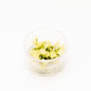Ultum Nature Systems Anubias Nana Pinto Tissue Culture Live Plant for Aquarium, Freshwater Fish Tank, Aquascaping - 100% Snail Free in Vitro