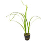 Live Aquarium Stem Plants - Freshwater Aquatic Plant for Fish Tanks, Aquascaping - (Cyperus Helferi, 4 Bunches)