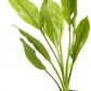 Potted Live Aquarium Plants | Freshwater Aquatic Plants for Aquariums (Amazon Sword, 3 Pack)