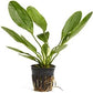 Potted Melon Sword - Beginner Tropical Live Aquarium Plant (Green, 3 Pack)