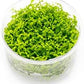 Ultum Nature Systems Pearl Weed Micranthemum Micranthemoides Tissue Culture Live Plant for Aquarium, Aquascape, Freshwater Fish Tanks - 100% Snail Free in Vitro