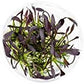 Ultum Nature Systems Echinodorus Aflame Tissue Culture Live Plant for Aquarium, Aquascape, Freshwater Fish Tanks - 100% Snail Free in Vitro