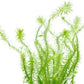 Live Aquarium Stem Plants - Freshwater Aquatic Plant for Fish Tanks, Aquascaping - (Mayaca Fluviatilis, 4 Bunches)