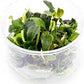 Bucephalandra sp. 'Green Wavy' in Vitro Tissue Culture Cup