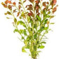Live Aquarium Stem Plants - Freshwater Aquatic Plant for Fish Tanks, Aquascaping - (Ludwigia Repens, 4 Bunches)