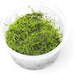 Riccia fluitans in Vitro Tissue Culture Small Cup