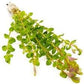 Live Aquarium Stem Plants - Freshwater Aquatic Plant for Fish Tanks, Aquascaping - (Rotala Indica, 4 Bunches)