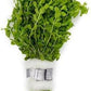 Live Aquarium Stem Plants - Freshwater Aquatic Plant for Fish Tanks, Aquascaping - (Pearl Weed Hemianthus Micranthemoides, 1 Bunch)