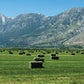 Blue Mountain Hay | Fresh Timothy Hay (5 Pounds) | Great for All Ages | High-Altitude Hay Pet Food for Rabbits, Guinea Pigs, Chinchillas, Hamsters, and Other Small Pets