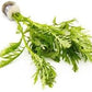 Live Aquarium Stem Plants - Freshwater Aquatic Plant for Fish Tanks, Aquascaping - (Water Wisteria Hygrophila Difformis, 1 Bunch)