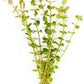 Live Aquarium Stem Plants - Freshwater Aquatic Plant for Fish Tanks, Aquascaping - (Rotala Indica, 4 Bunches)