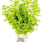 Live Aquarium Stem Plants - Freshwater Aquatic Plant for Fish Tanks, Aquascaping - (Micranthemum Umbrosum Giant Baby Tears, 1 Bunch)