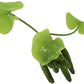 Banana Plant Nymphoides Aquatica Banana Lily Live Aquarium Plant Live Aquatic Plants Awesome Aquatics (1, Banana)