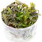 Cryptocoryne Walkeri in Vitro Tissue Culture Cup