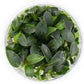 Ultum Nature Systems Piptospatha Ridleyi Tissue Culture Live Plant for Aquarium, Aquascape, Freshwater Fish Tanks - 100% Snail Free in Vitro